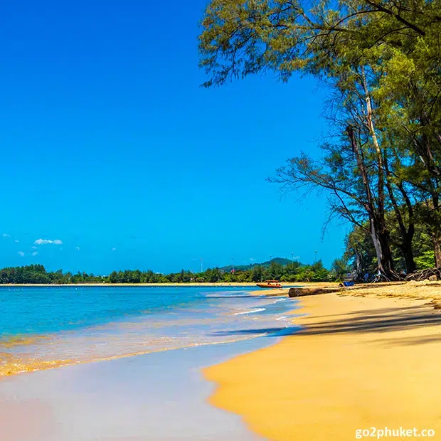 Coastal forest and natural vegetation bordering Mai Khao Beach shoreline on Phuket Island, Thailand