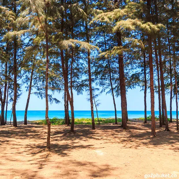 Dense tropical forest vegetation near Nai Khao Beach within Sirinat National Park in Phuket, Thailand